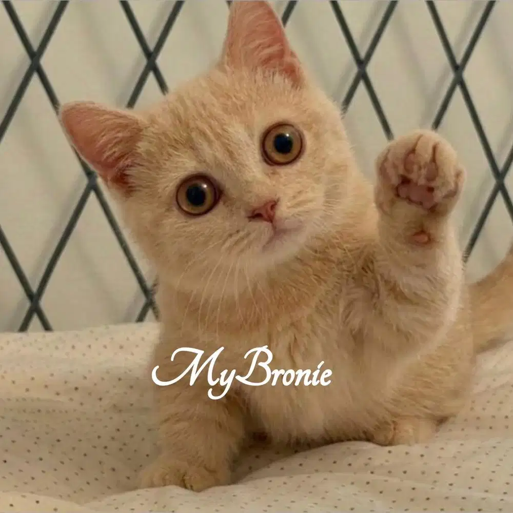 Kucing munchkin british betina cream