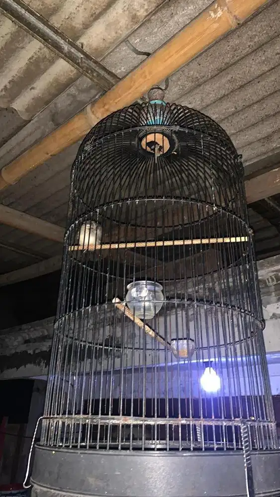 Burung cigun ( ciblek gunung )