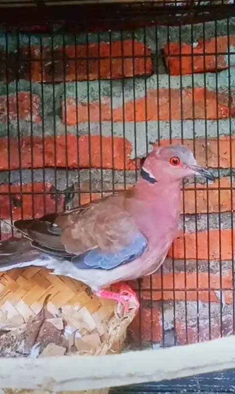 Puter Geni Jantan asli alam bodi super garang harian gacor