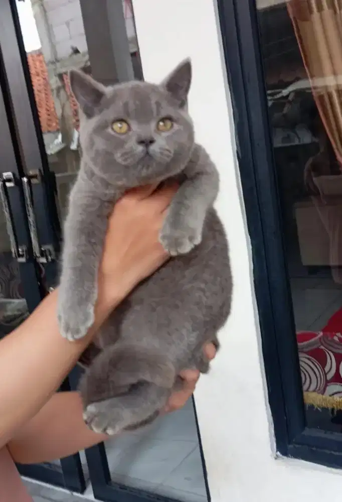 BSH Blue Solid Jantan Line Ped CFA