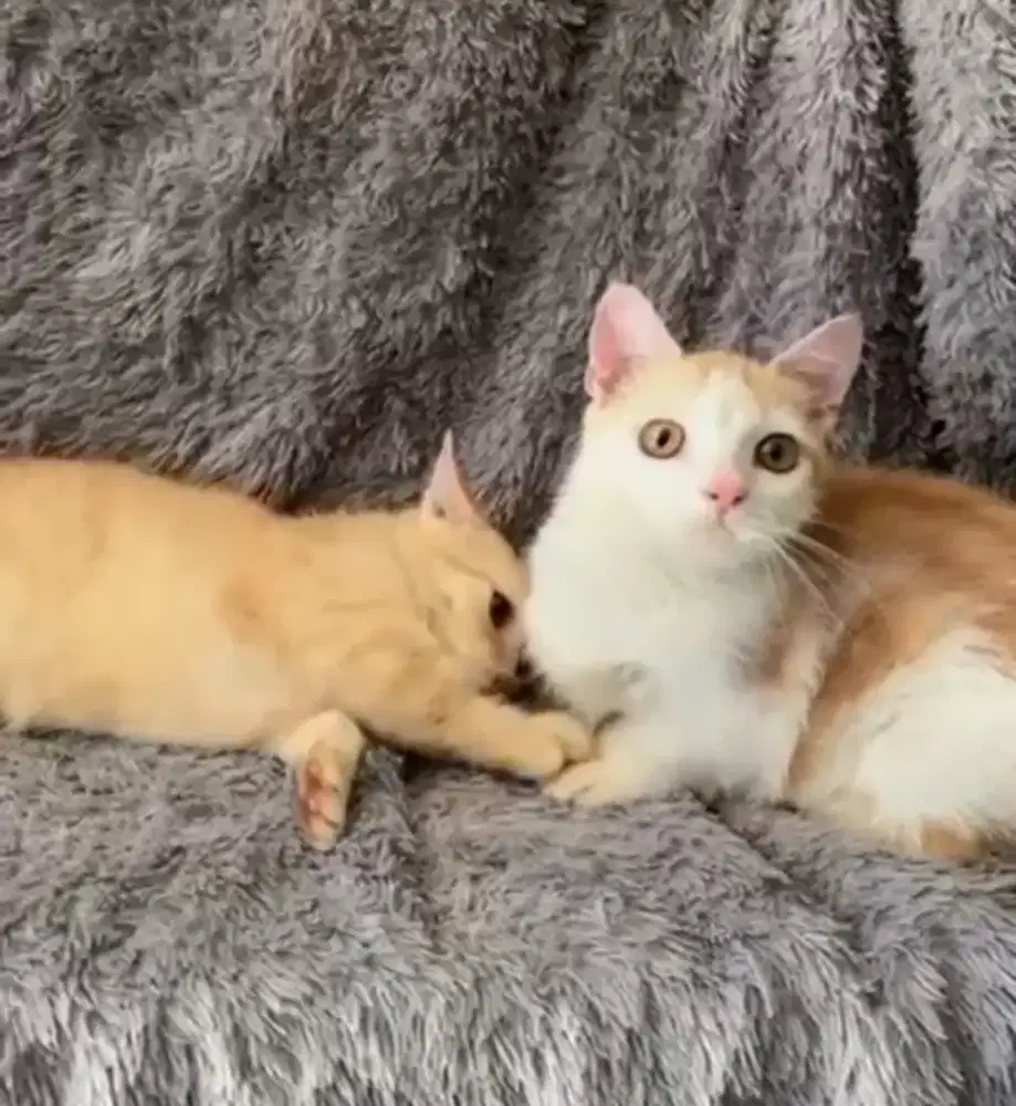 Sepasang Munchkin BSH Red Tabby