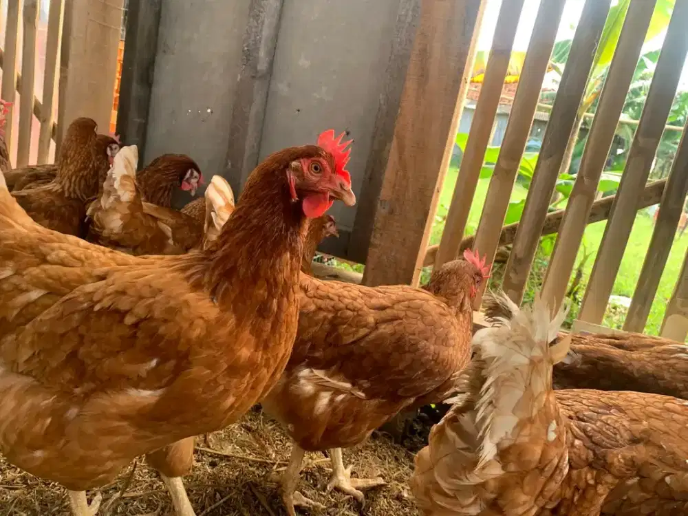 Ayam petelur siap produksi