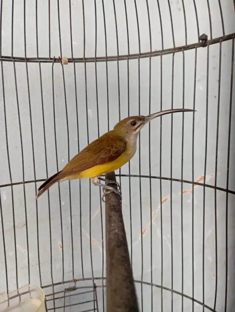 Burung pijantung pisang rajin bunyi masteran murai
