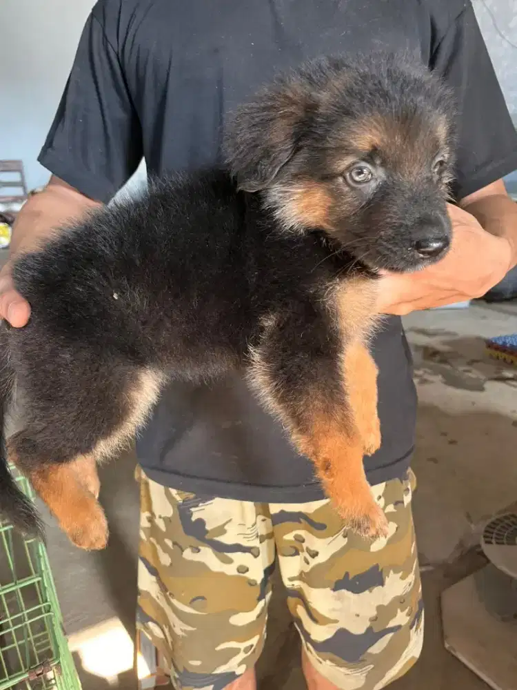 German Sheperd (Herder) Jantan 1 bulan lebih