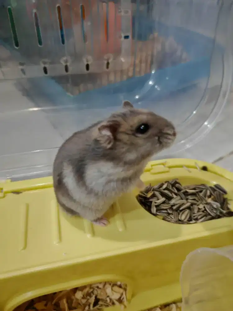 FREE HAMSTER Winter Tiger