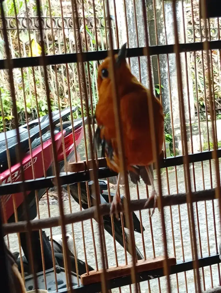 Burung anis mines sayap turun ngeriwik alus