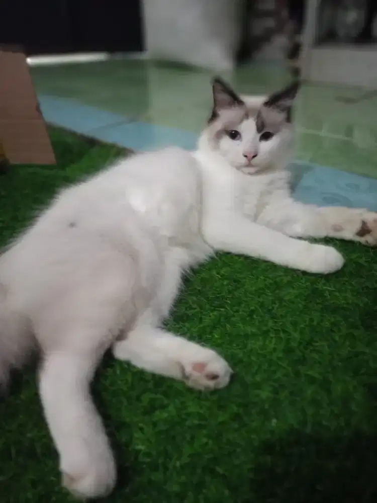 Lepas adopt kucing jantan