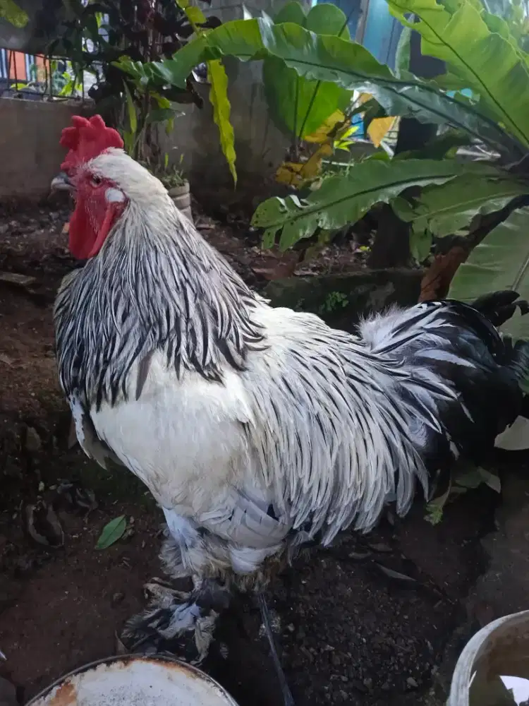 Ayam brahma jumbo