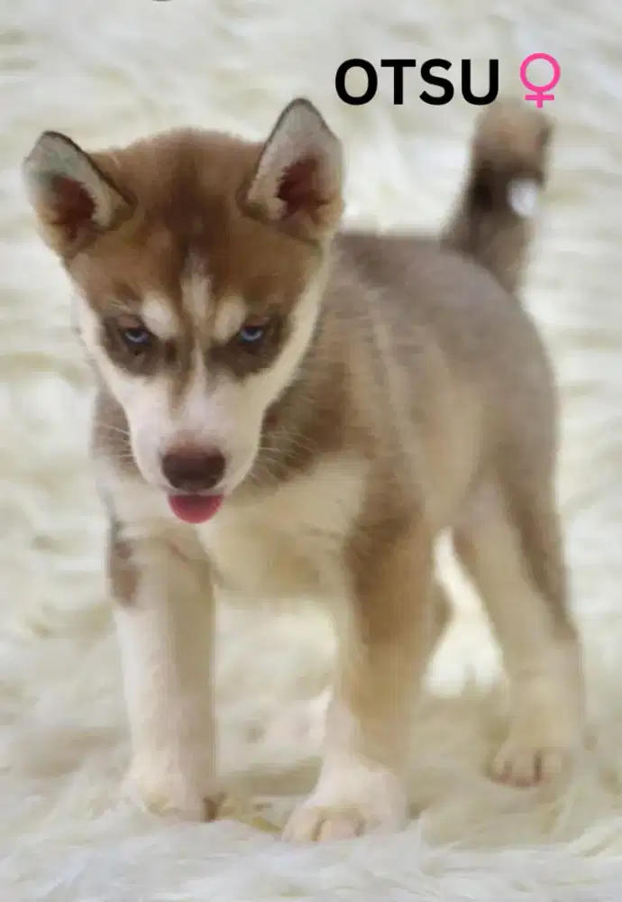 Husky usia 3 bln stb vaksin