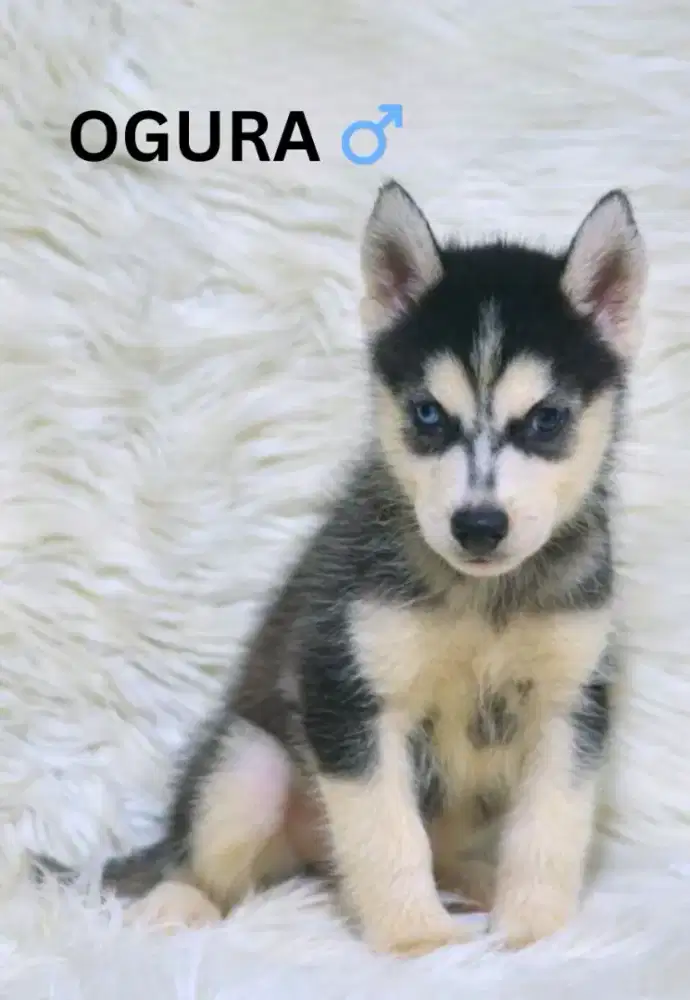 Husky usia 3 bln stb vaksin