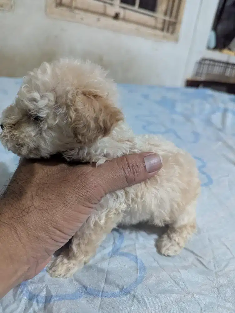 Tiny poodle Jantan & Betina