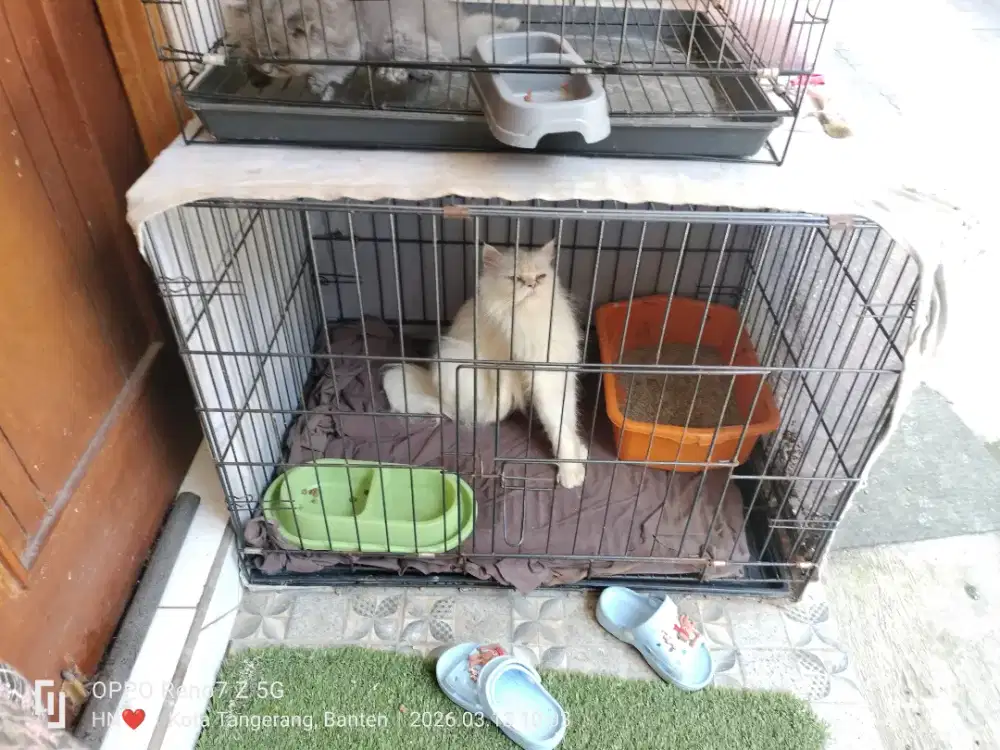 Lepas adop kucing persia gratis