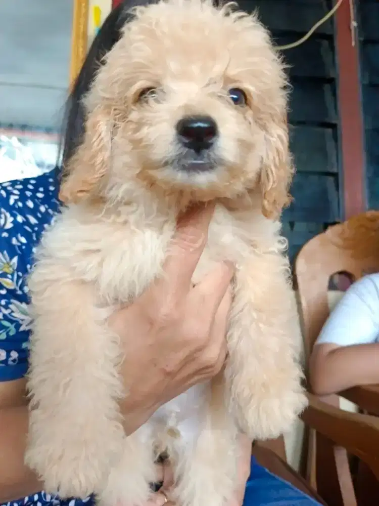 Mix POODLE & SHIHTZU