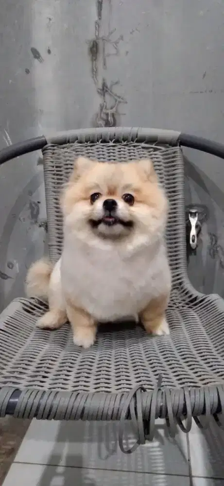 Grooming pangillan kerumah anjing dan kucing