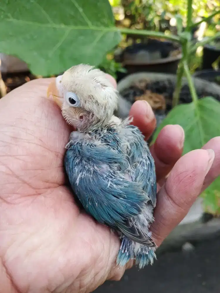 Lolohan lovebird kobal/bio/pf