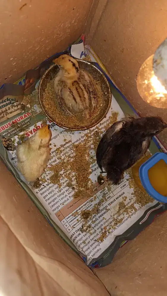 Anakan ayam seramah berkualitas