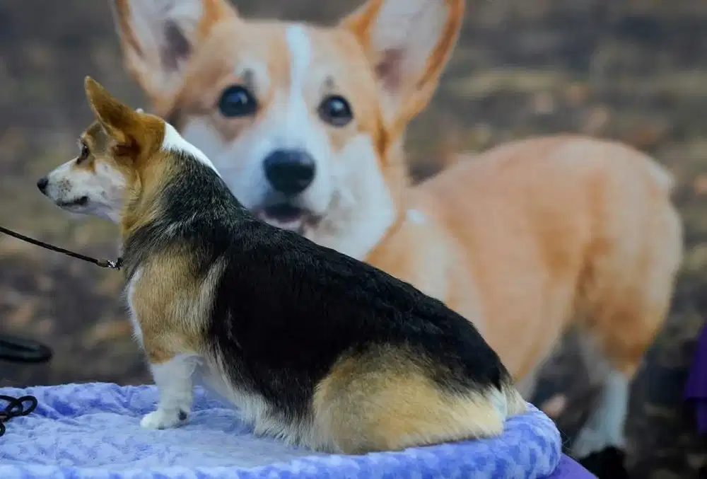 Pengasuh Anjing (Corgi)
