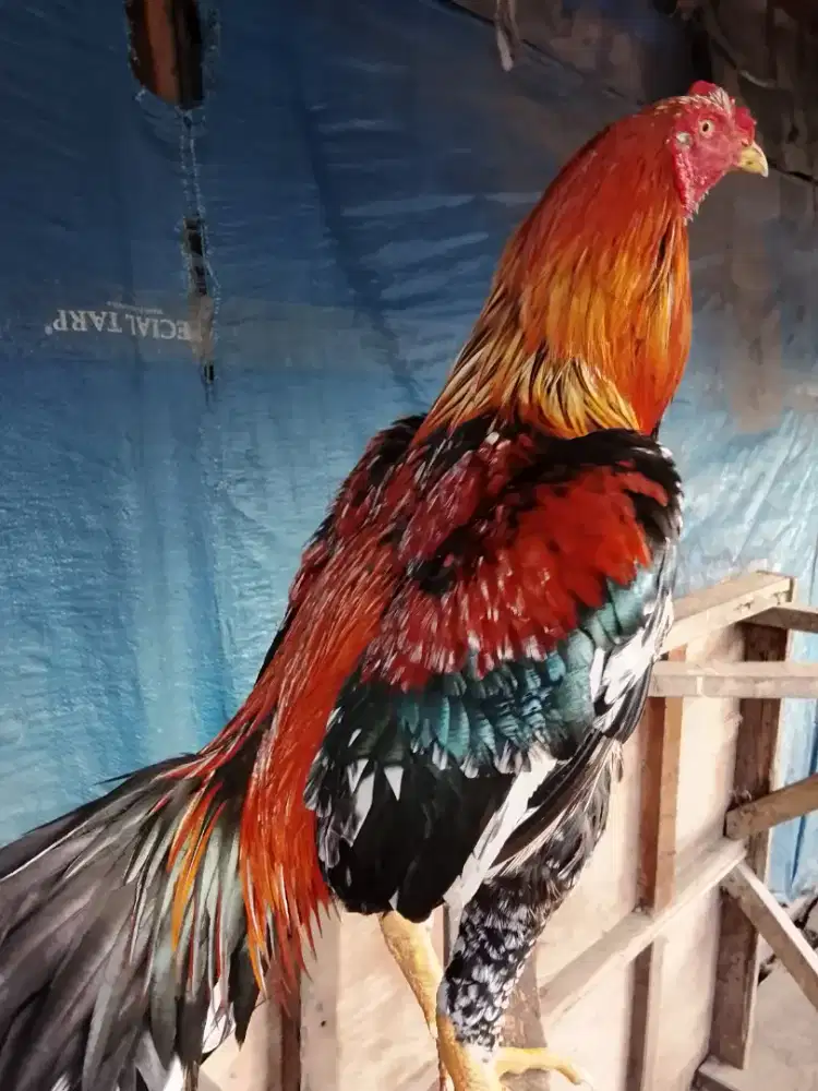 Ayam muda Wiring kuning