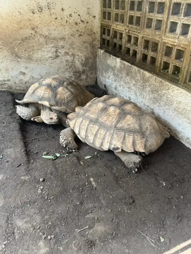 Jual Kura kura Sulcata