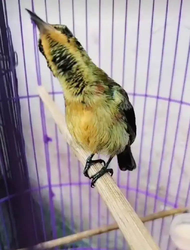 Konin Ijoan Trotol Gacor