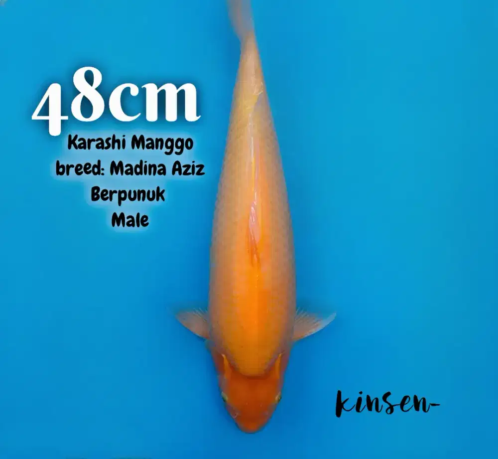 Koi Karashi M48cm JANTAN Berpunuk breed Madina Aziz HQ