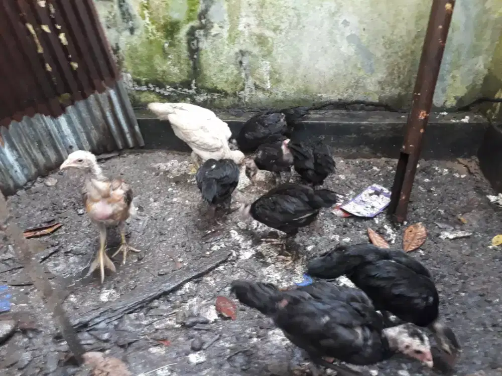 Anakan ayam bangkok umur 2 bln++ 9 ekor