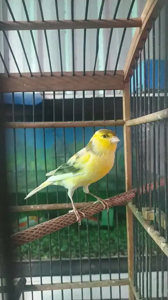 kenari kuning bon af gacor