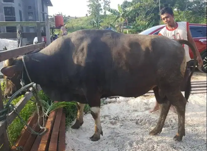 sapi bali 400kiloan timbang faktur siap potong iedul adha 2026 rawatan