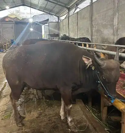 sapi bali 400kiloan timbang faktur siap potong lebaran nazar sedekahan