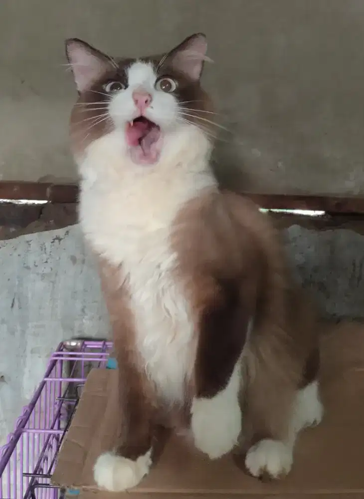 Ragdoll bicollor cinnamon