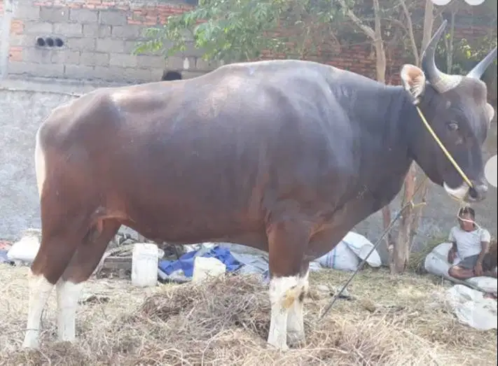 sapi bali 400kiloan siap potong lebaran nazar hajatan sedekahan manteb