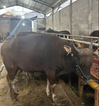 sapi bali 400kiloan siap hewan qurban terbaik 2026 timbang kiloan puas