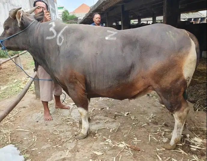 sapi bali 400kiloan siap potong hajatan nazar sedekahan timbang faktur