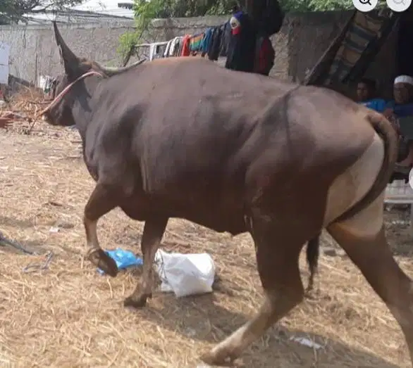 sapi bali 400kiloan siap hewan qurban 2026  timbang faktur murmer puas