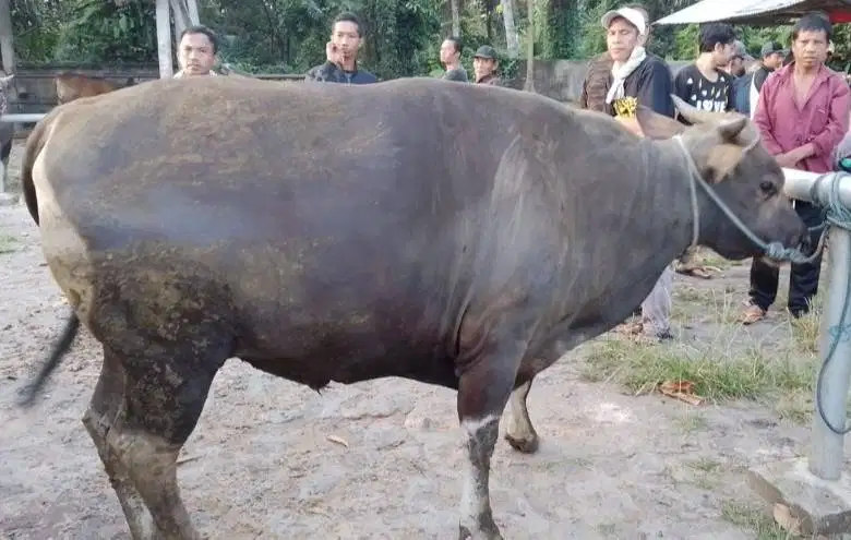 sapi bali 400kiloan siap hewan qurban 2026  timbang faktur murmer puas