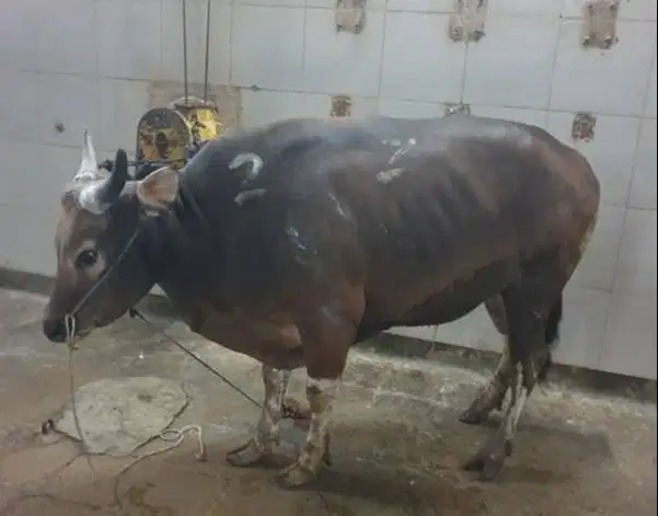 sapi bali 400kiloan timbang kiloan siap hewan qurban 2026 jamin manteb