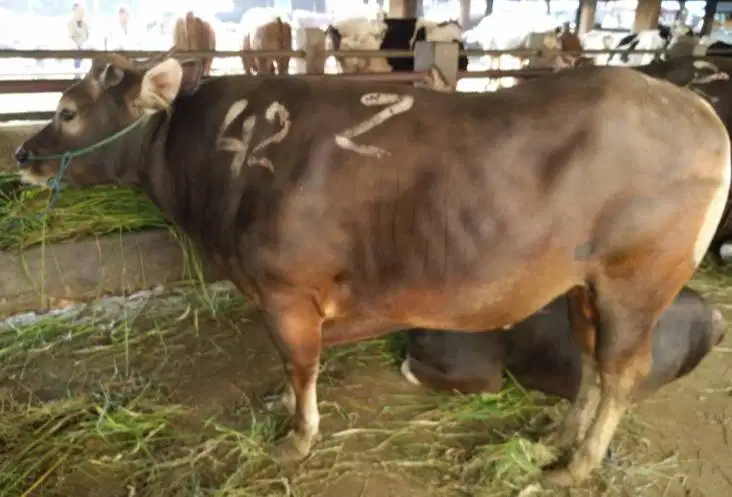 sapi bali 400kiloan timbang faktur layak potongan nazar lebaran manteb