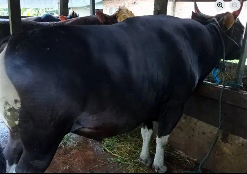 sapi bali 400kiloan siap potongan nazar lebaran sedekah hajatan manteb