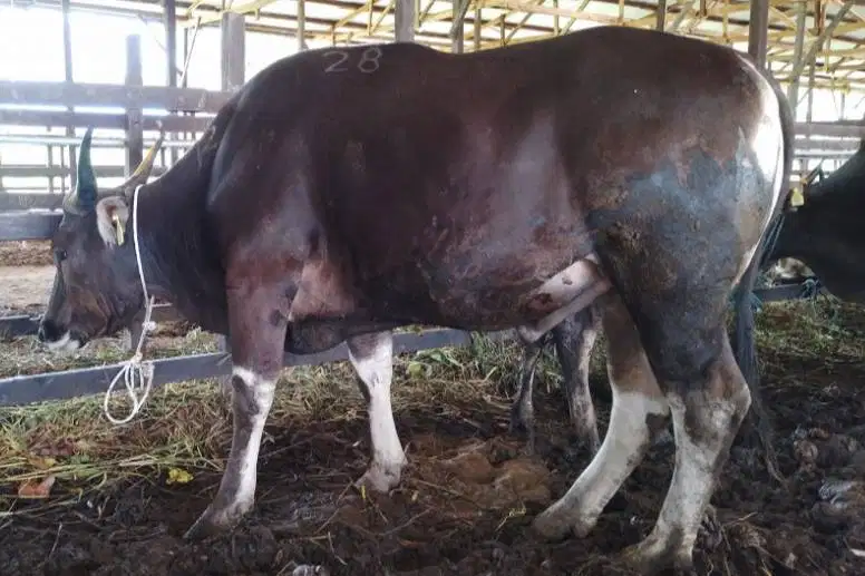 sapi bali 400kiloan siap hewan kurban terbaik 2026 jamin manteb puas