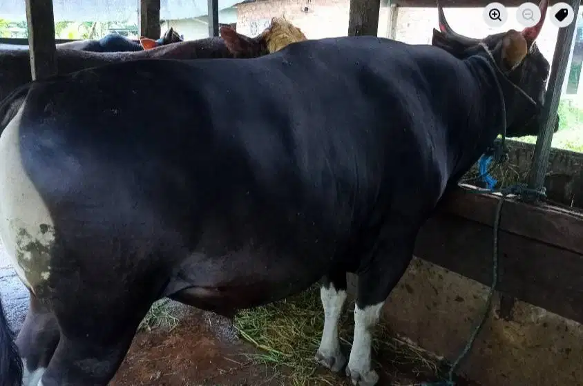 sapi bali 400kiloan layak sapi qurban 2026 rawatan kandang jamin puas