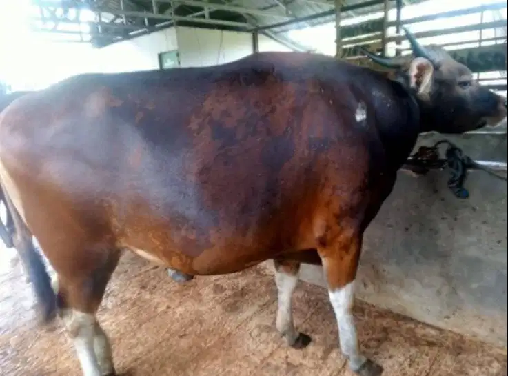 sapi bali 400kiloan layak potongan lebaran sedekahan hajatan rawatan