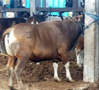 sapi bali 400kiloan siap potongan hajatan sedekahan nazar jamin manteb