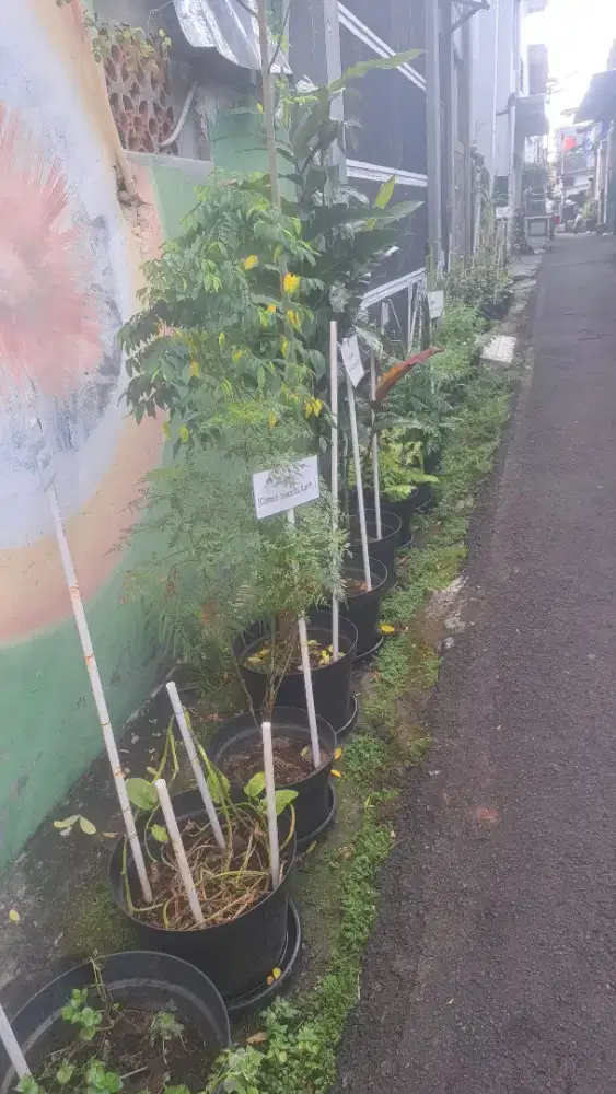 Dibutuhkan tukang rawat tanaman