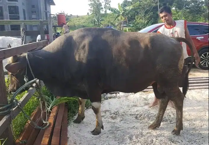 sapi bali 400kiloan siap potongan nazar hajatan sedekahan lebaran puas