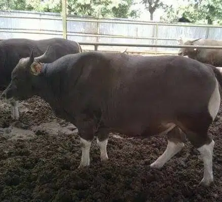 sapi bali 400kiloan siap potongan nazar hajatan sedekahan lebaran puas