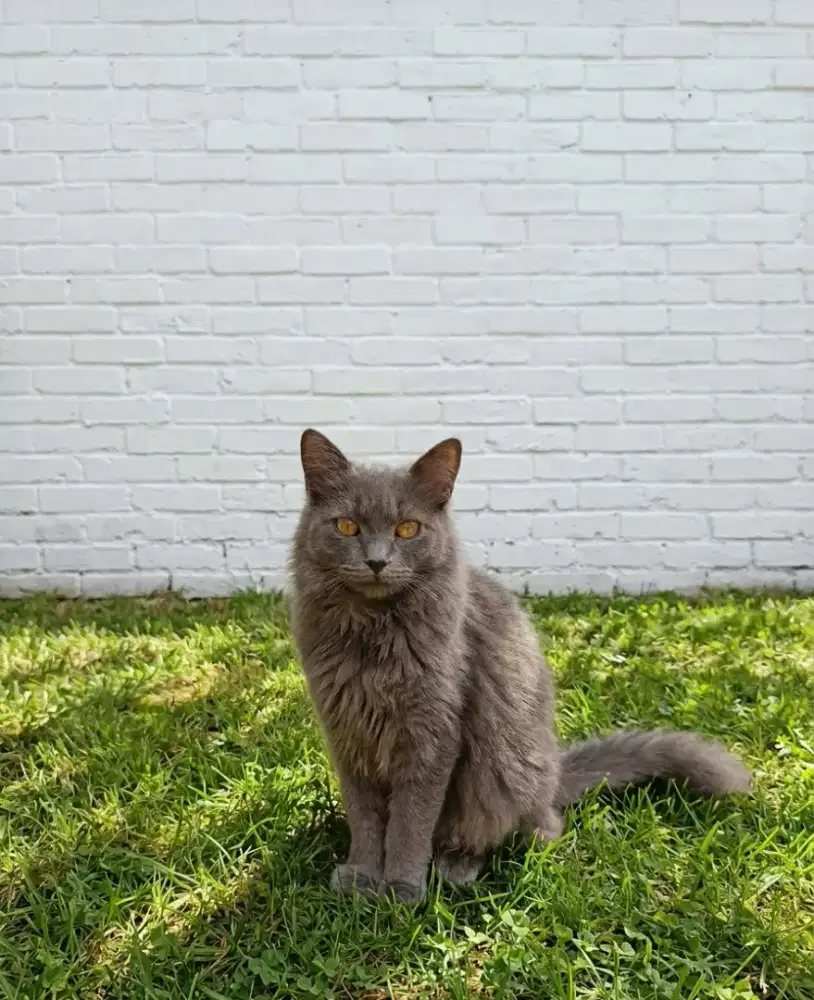 Kucing Persia Long Hair Jantan