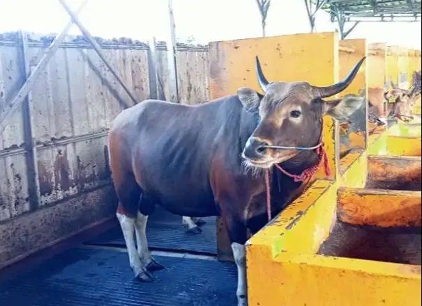 sapi potong bali 400kiloan siap hajatan nazar sedekahan lebaran manteb