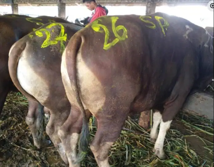 sapi potong bali 400kiloan siap hajatan nazar sedekahan lebaran manteb