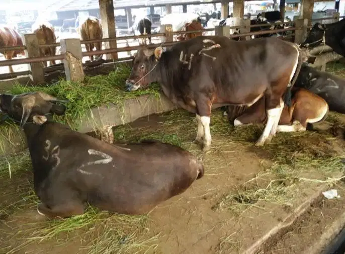 sapi bali 400kiloan siap qurban iedul adha 2026 rawatan jual kiloan ok