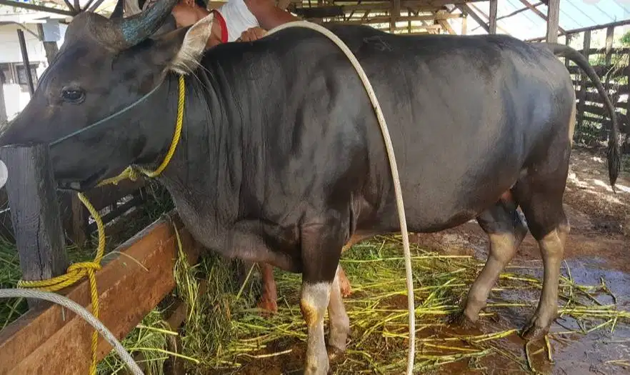 sapi bali 400kiloan layak potongan lebaran nazar hajatan sedekahan top